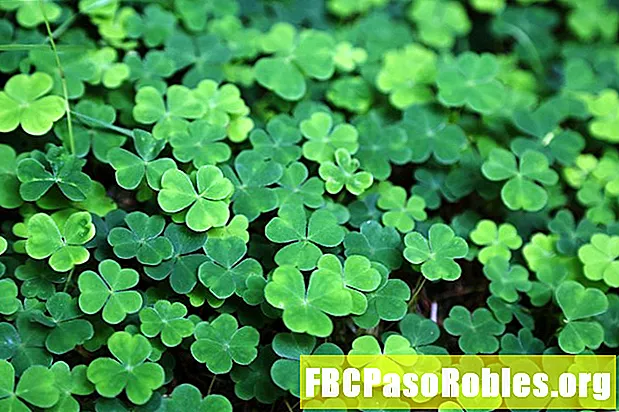 Ирландский зеленый: различные цвета дня Святого Патрика